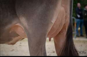 schoeneuter erstmelk bs huge sg elegance  felder franz   pascal marbach  