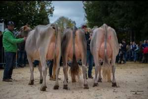 schoeneuter erstmelk bs huge sg elegance  felder franz   pascal marbach