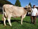 schoeneuter mittlere kuehe lennox lussy  halters brownswiss bodae