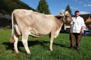 schoeneuter mittlere kuehe lennox lussy  halters brownswiss bodae