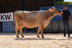 miss ll huray pinga kurt stadelmann ll kg