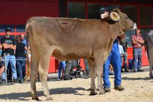 rinder champion bs brice bianca hofstetter marco feldweid