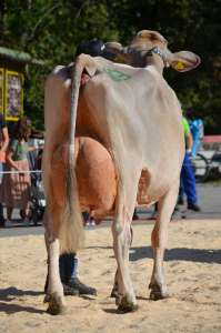 schoeneuter sigern .melk u.folg.