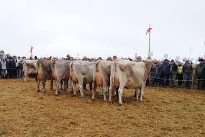 die finalistinnen der misswahlen