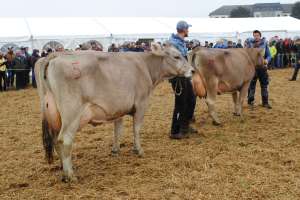 ob miss und ob vize miss