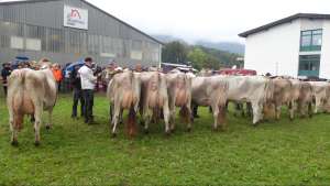 2. und. laktation schoeneuter bv