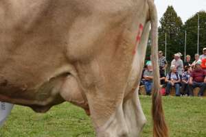 miss schoeneuter ob vortuno viona  andreas kaeslin ennetmoos  