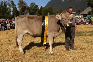 rindermiss ob anakin silber von toni   heidi brand inderbitzin  spiringen ch.1608.0136.0