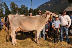 schoeneutersiegerin mittlere lematters glenwood sunshine von  manuel u. sandra arnold  erstfeld ch.1523.6956.4