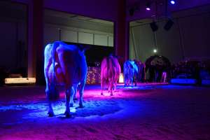 intermediatewahl schoeneuter bs  