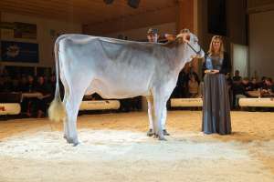 junior champion huge sg et havanna