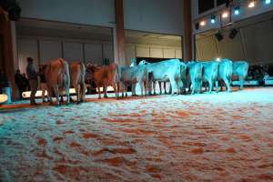 junior championwahl bs