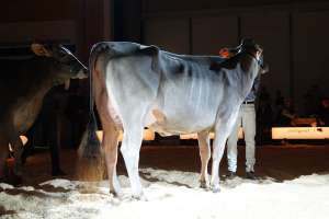 junior schoeneuter huge sg et elegance