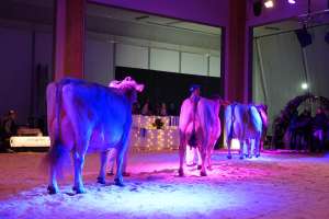 senior schoeneuterwahl bs