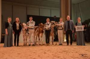 showmanship champion