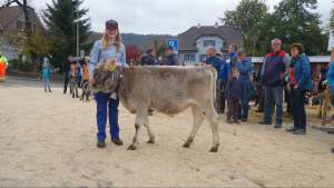 rinder tagessiegerinsimbaboy lou