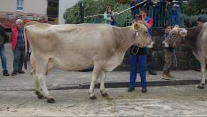 virestar marina hoechster eiweissgehalt