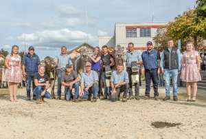 champions kuehe bs   ob   rinder mit ok