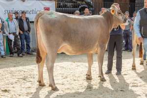 schoeneuter bs 1.laktation  