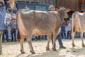 schoeneuter bs 2. 3.laktation  