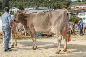 schoeneuter bs ab 4.laktation  