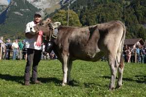rinderchampion bs barca belinda  familie scheuber engelberg
