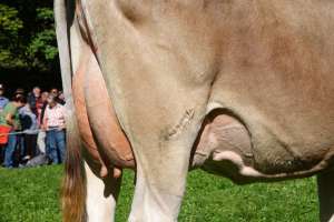 schoeneuter 2.. lakt. brice et ida  josef infanger engelberg
