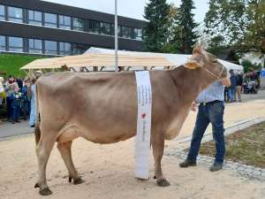 miss horw hergiswil  lennox luna  von studhalter beat horw