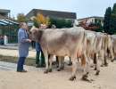 schoeneuter juengere big mama von studhalter beat fondlenhoehe horw