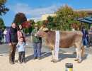 rinderchampion hank vayana von zrotz beat  hergiswil  