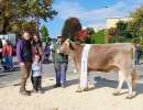 rinderchampion hank vayana von zrotz beat  hergiswil