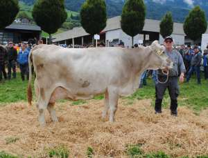 miss lebensleistung glenn gladiola xaver dober kuessnacht