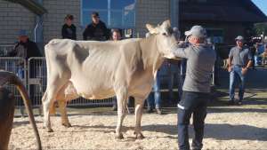 immer noch top einstein enrica llkg h p. kaufmann 