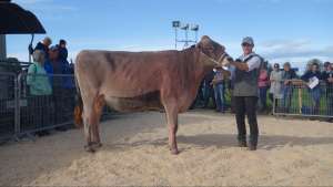 rindermiss barca bahama h.p. kaufmann