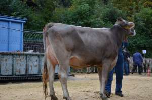 schoeneutersiegerin bs. lakt. yule et yael von marco hofstetter