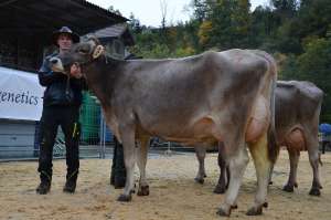 schoeneutersiegerin bs 2.  . lakt. und miss bs huge happy von josef gasser