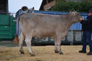 schoeneutersiegerin ob und miss ob arcas jacira von niklaus felder