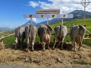 zf edi elba von moos manuel flueeli ranft