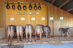 zf jan janka gasser roland lungern