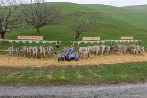 3 zf bei nauers 82 piora 77 dolly wodena sz hsu