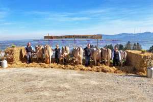 75 alma ch 120.1189.1854.6 keller urs sz stk