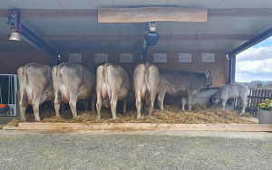 valido froeschli  filliger beat  p.