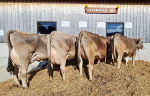 82 tiza ch.0962.8347.6 mller bernhard neuenkirch bild bvch