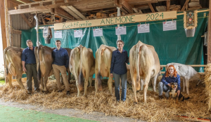 arrow anemone  rohrer flueck niklaus   edith  p.