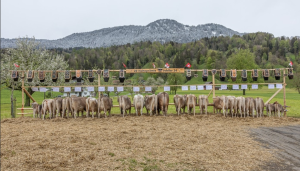 haltepraemie jubilar